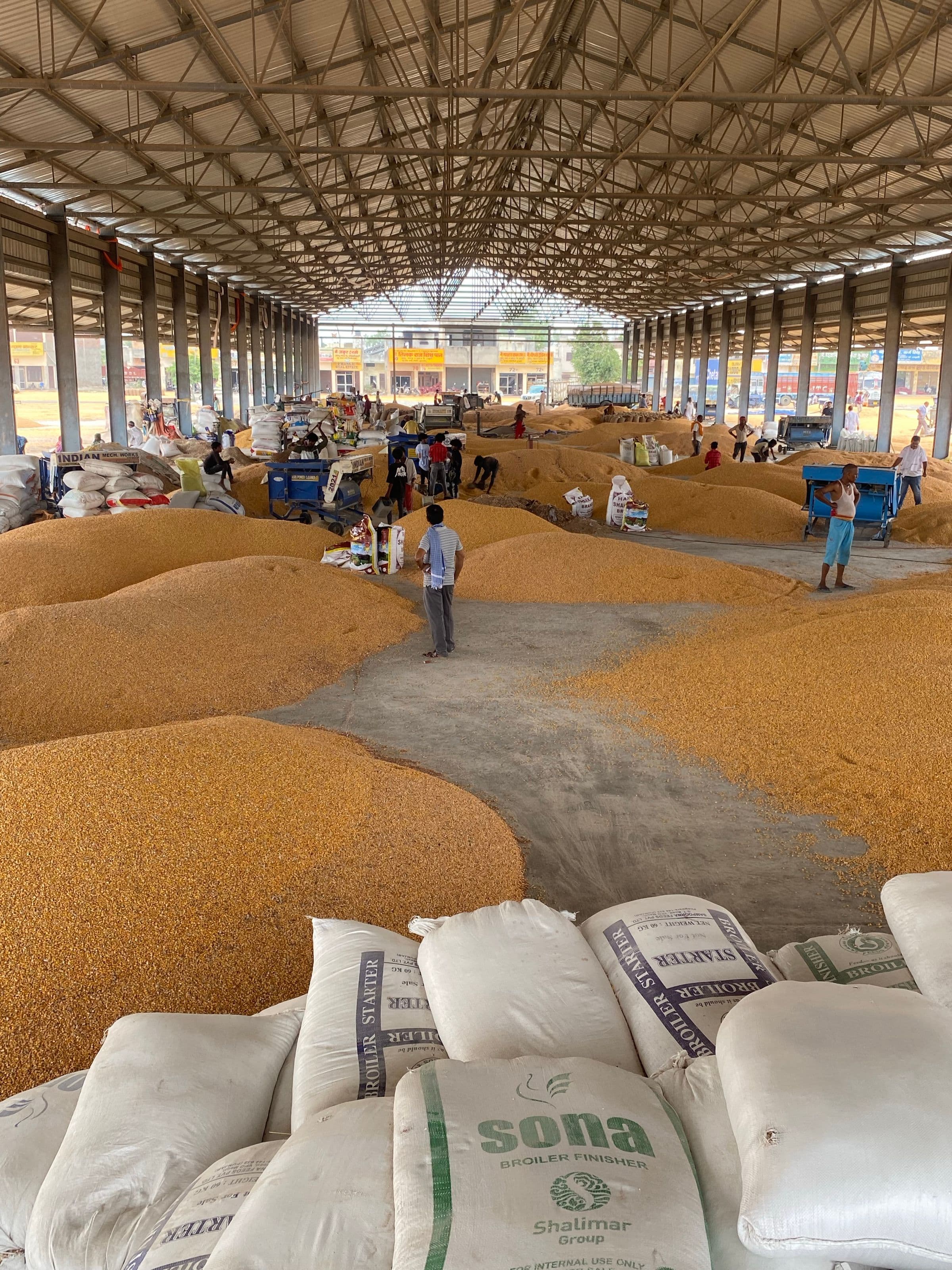 Grain heaped under a steel-truss shed at an Indian mill